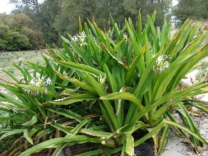 Crinum asiaticum