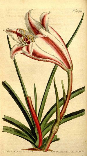 Crinum zeylanicum