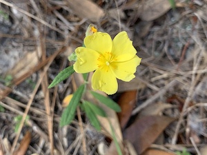 Crocanthemum corymbosum