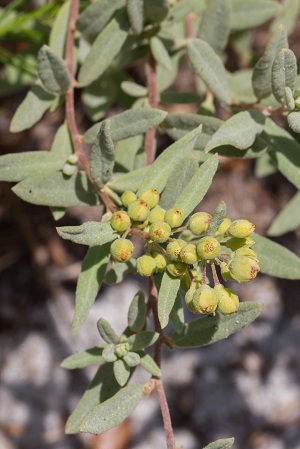 Crocanthemum nashii