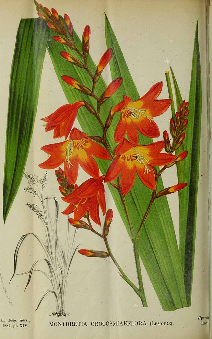 Crocosmia x crocosmiiflora