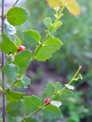 Crossopetalum ilicifolium