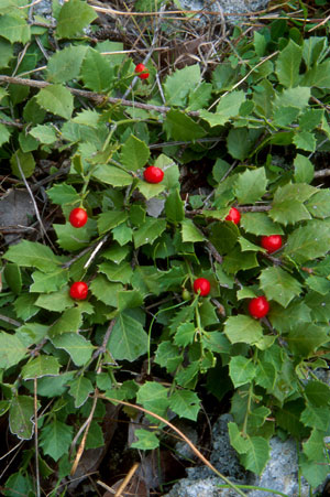 Crossopetalum ilicifolium