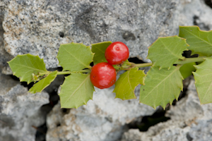 Crossopetalum ilicifolium