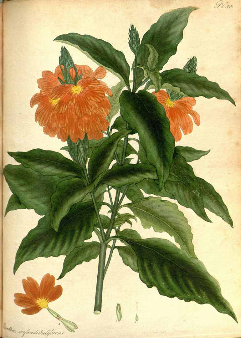 Crossandra infundibuliformis