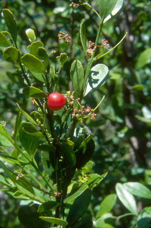 Crossopetalum rhacoma