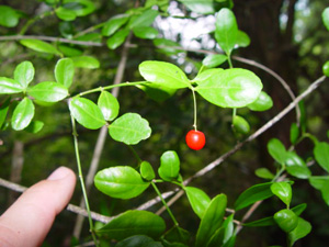 Crossopetalum rhacoma