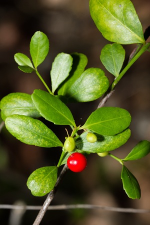 Crossopetalum rhacoma