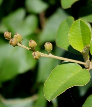 Croton discolor