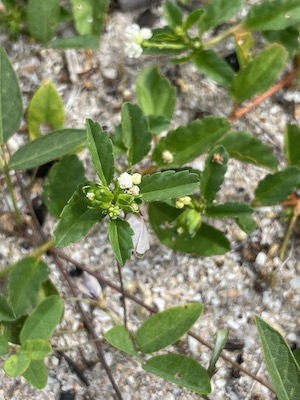 Croton glandulosus