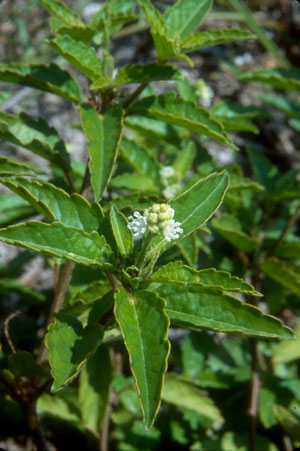 Croton glandulosus