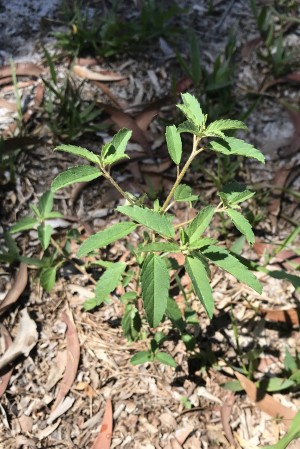 Croton glandulosus