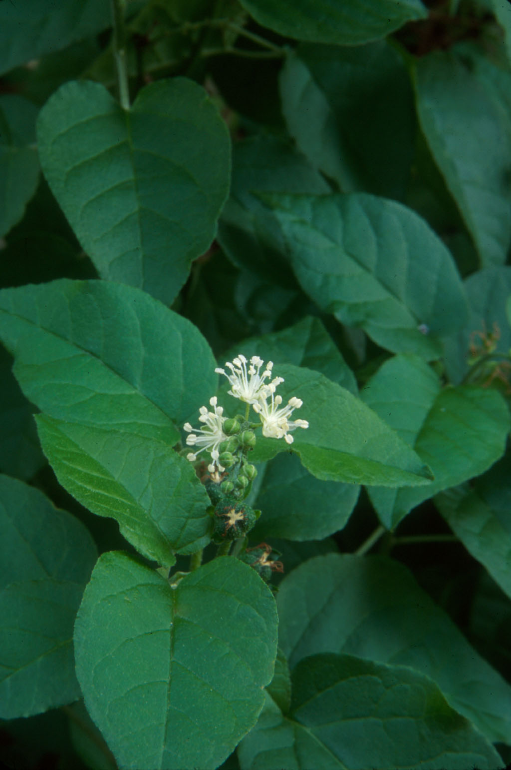 Croton humilis