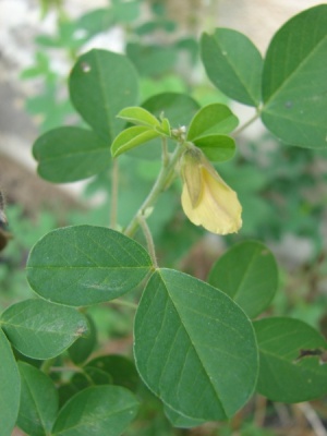 Crotalaria incana