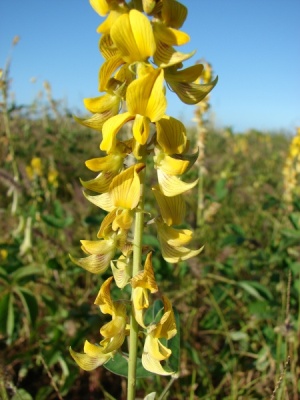 Crotalaria incana