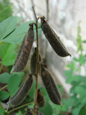 Crotalaria incana