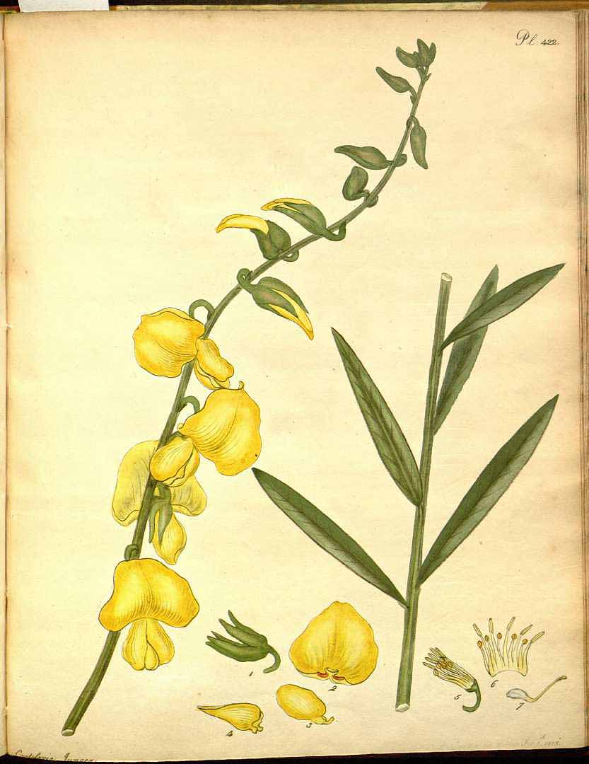 Crotalaria juncea