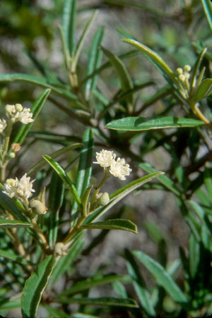 Croton linearis