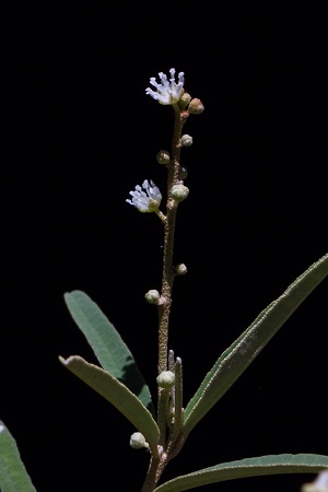 Croton linearis