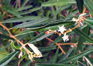 Croton linearis