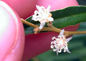 Croton linearis