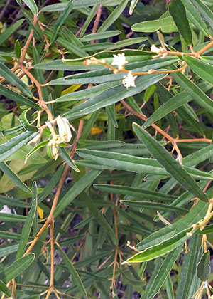 Croton linearis