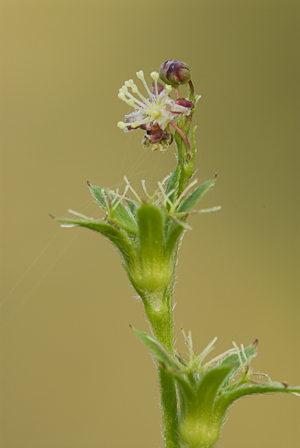 Astraea lobata