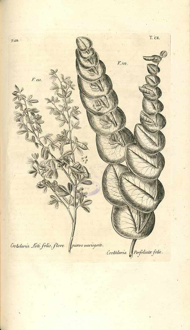 Crotalaria lotifolia