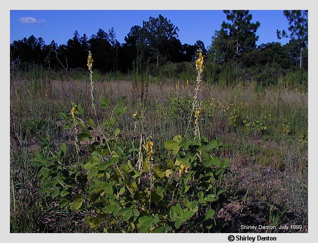 Crotalaria pallida