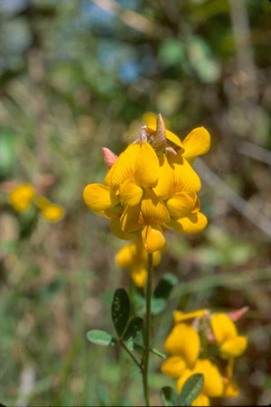 Crotalaria pumila