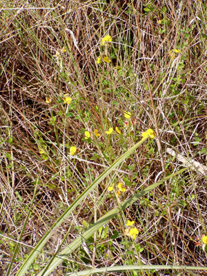 Crotalaria pumila