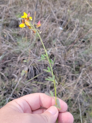 Crotalaria pumila