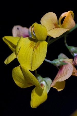 Crotalaria pumila