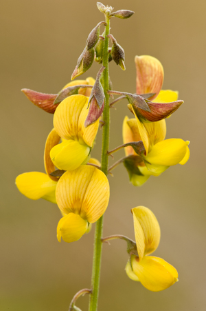 Crotalaria pumila