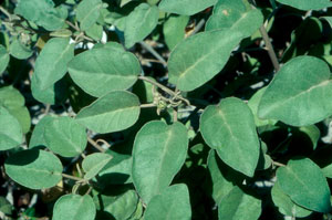 Croton punctatus