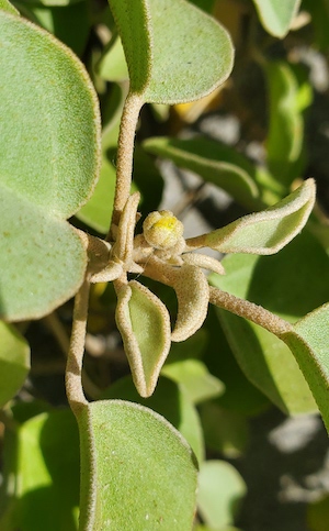 Croton punctatus