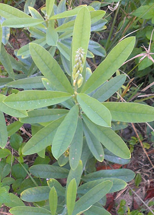 Crotalaria retusa