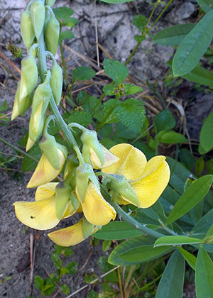 Crotalaria retusa