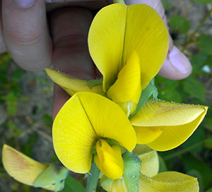 Crotalaria retusa