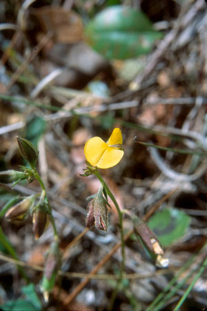 Crotalaria rotundifolia