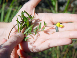 Crotalaria rotundifolia