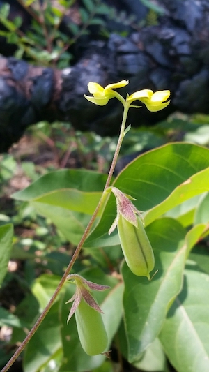 Crotalaria rotundifolia