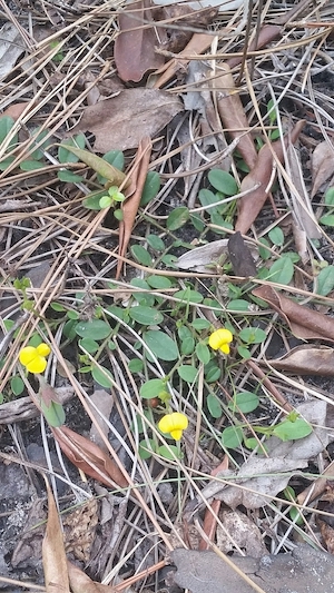 Crotalaria rotundifolia