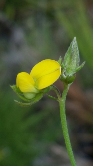 Crotalaria rotundifolia