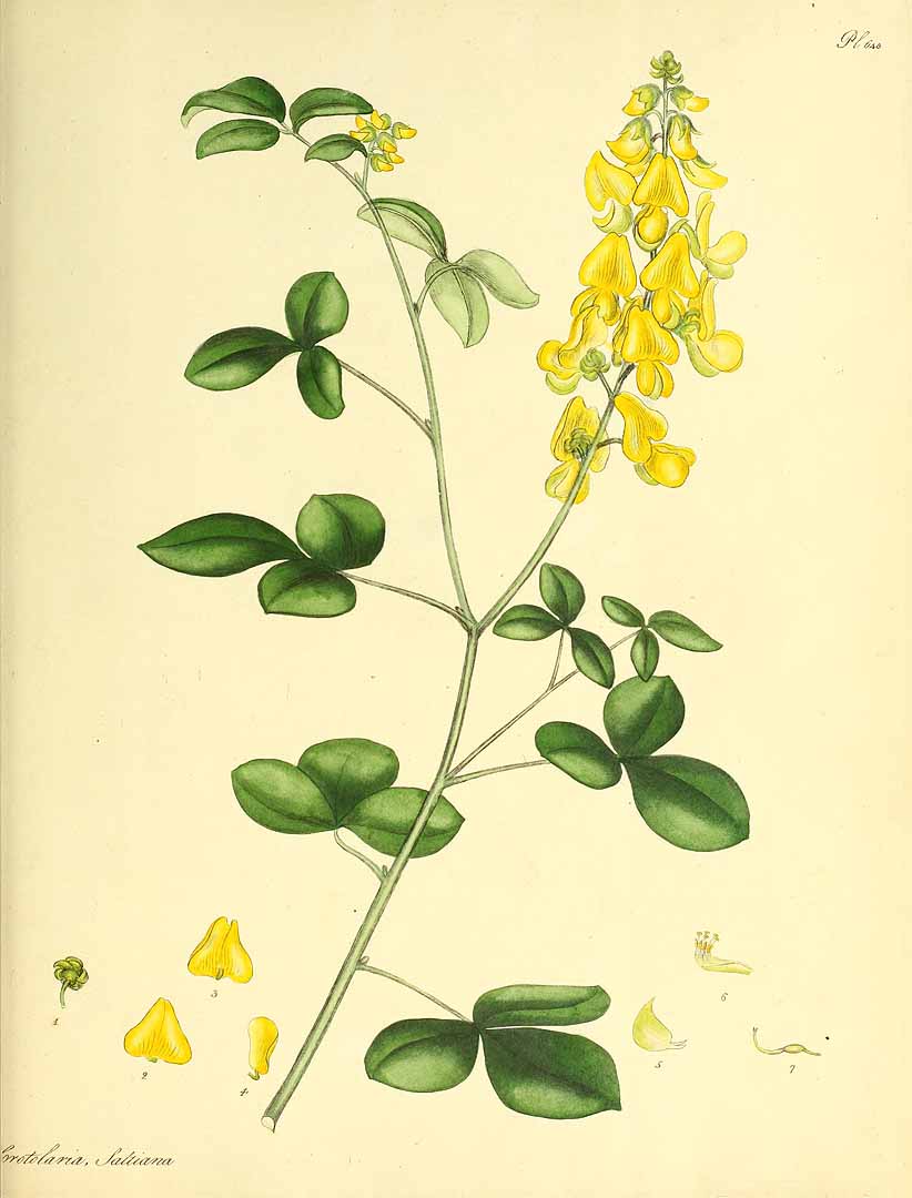 Crotalaria saltiana