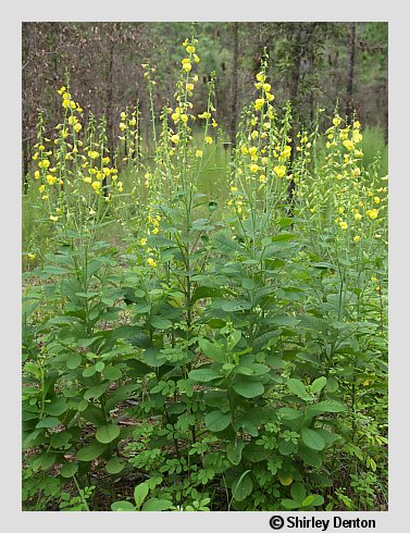 Crotalaria spectabilis