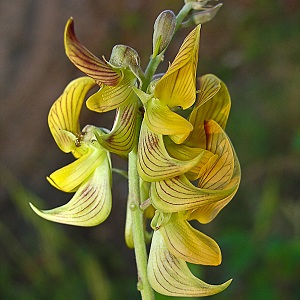 Crotalaria spectabilis