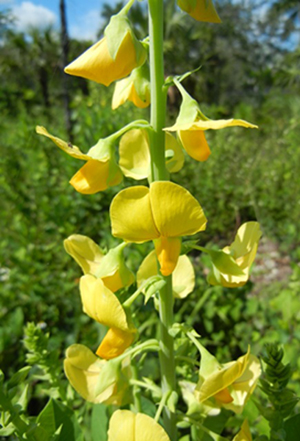 Crotalaria spectabilis