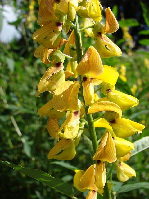 Crotalaria trichotoma