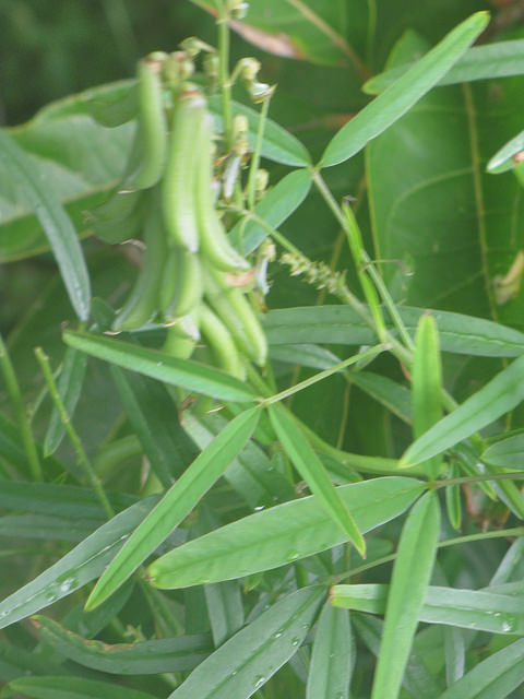 Crotalaria trichotoma